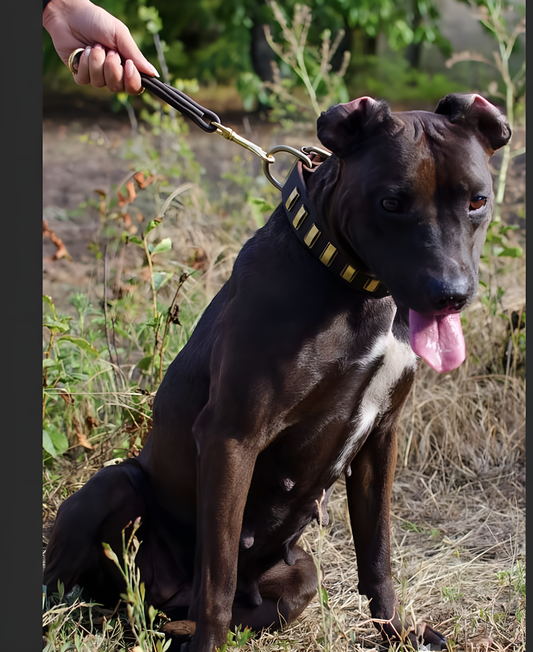 Mastering Dog Leash Control: Avoid These Common Mistakes
