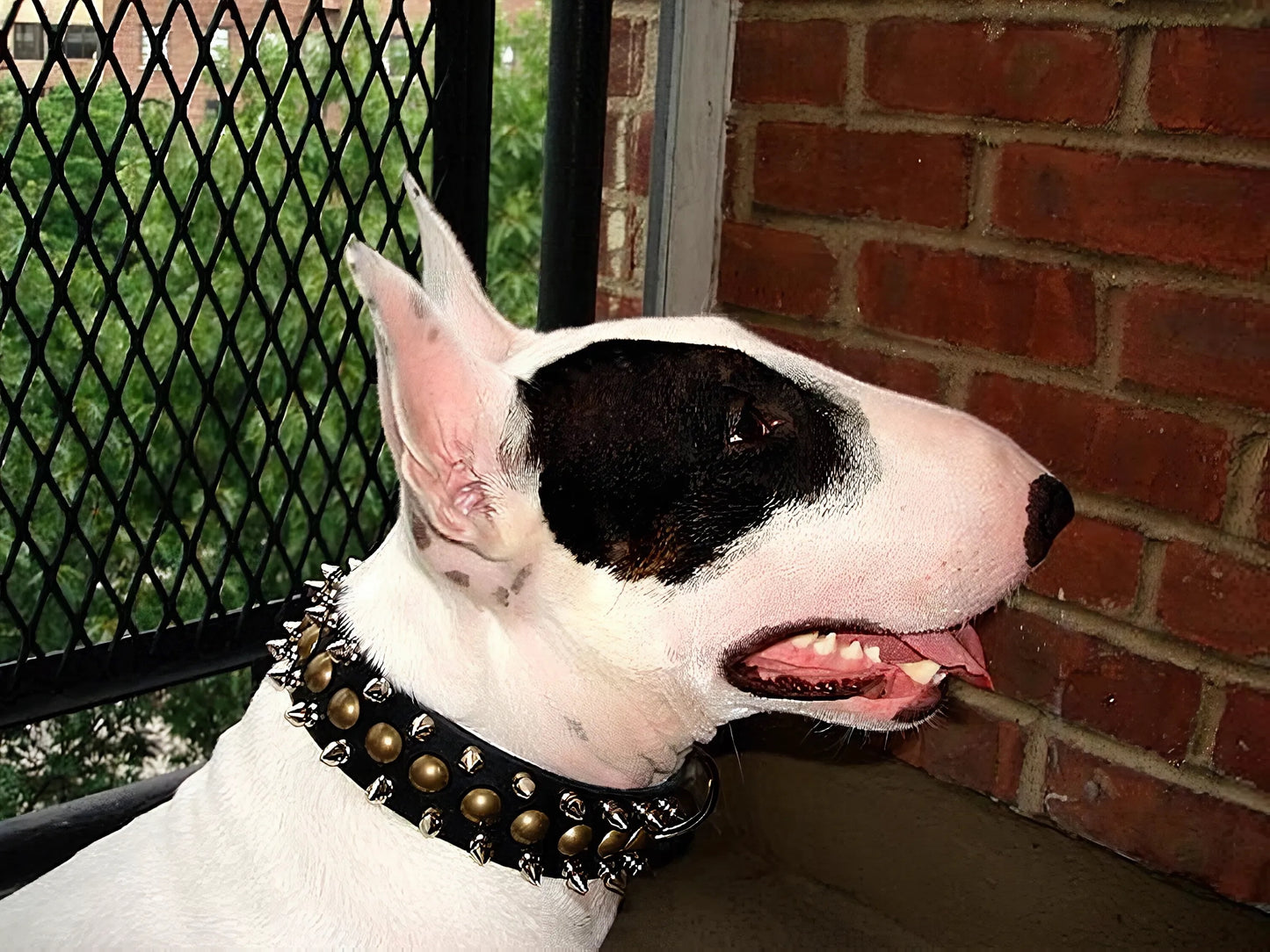 "Catchy Look" Decorated Leather Dog Collar with Spikes and Studs
