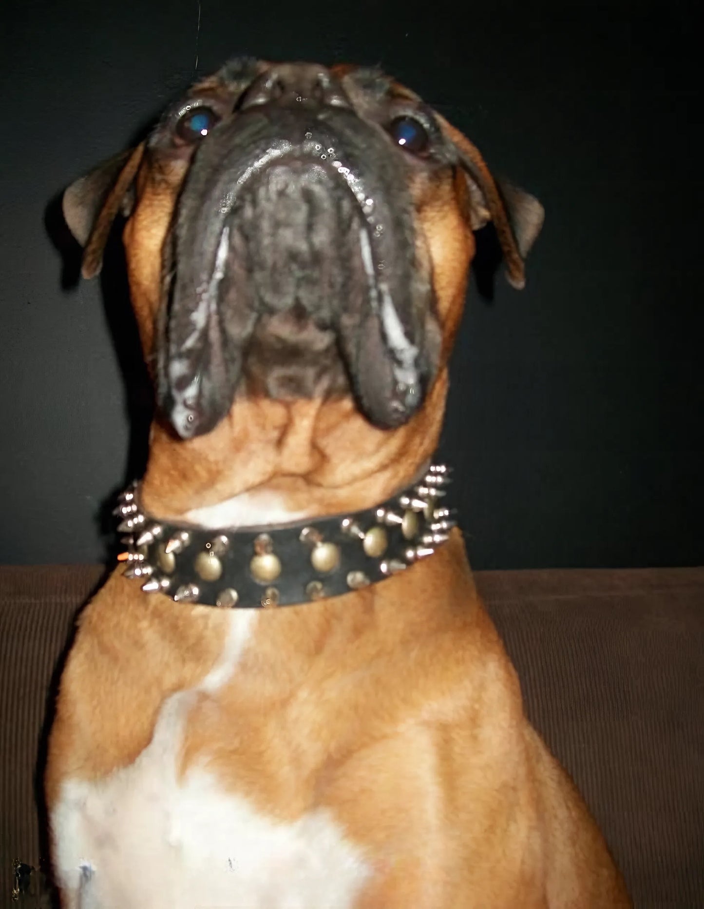 "Catchy Look" Decorated Leather Dog Collar with Spikes and Studs