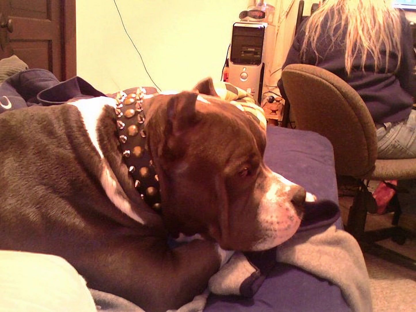 "Catchy Look" Decorated Leather Dog Collar with Spikes and Studs