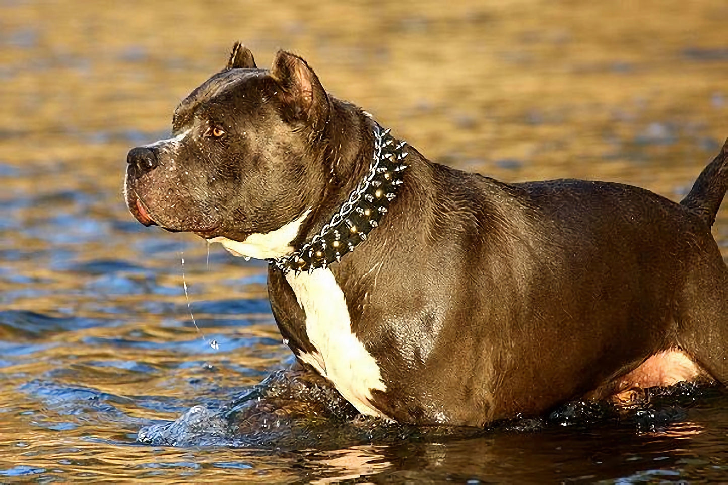 "Catchy Look" Decorated Leather Dog Collar with Spikes and Studs