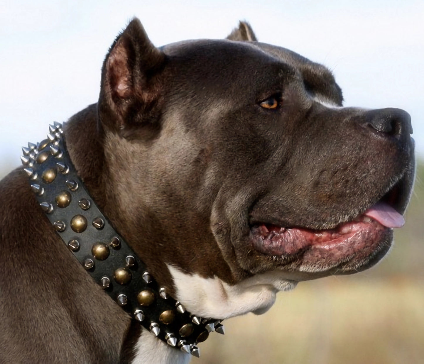 "Catchy Look" Decorated Leather Dog Collar with Spikes and Studs