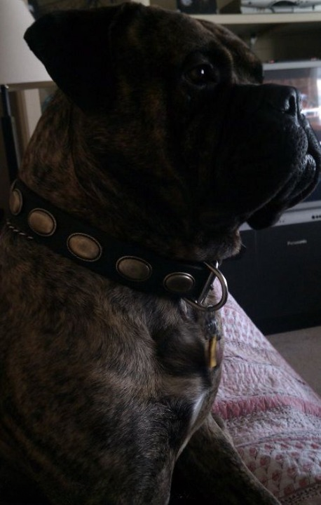 Leather Canine Collar Decorated With Vintage Oval Plates