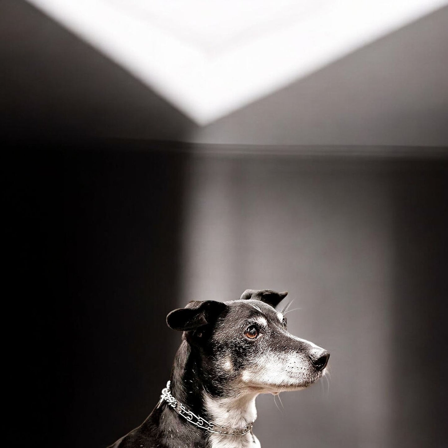 Herm Sprenger Stainless Steel Prong Collar with Swivel