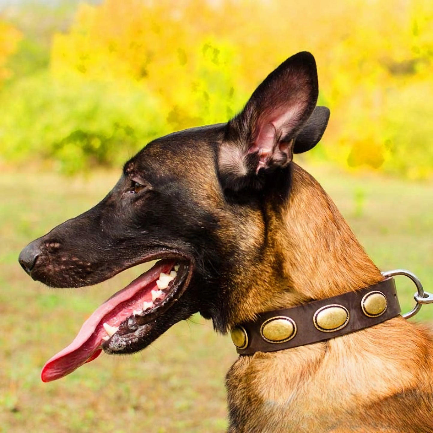 Leather Canine Collar Decorated With Vintage Oval Plates