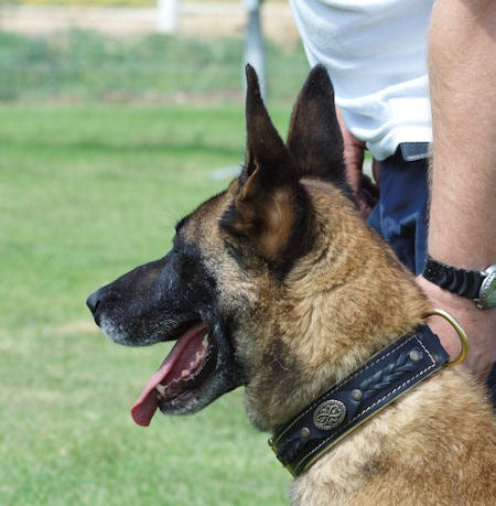Royal Nappa Padded Braided Dog Collar for Fashion Walking
