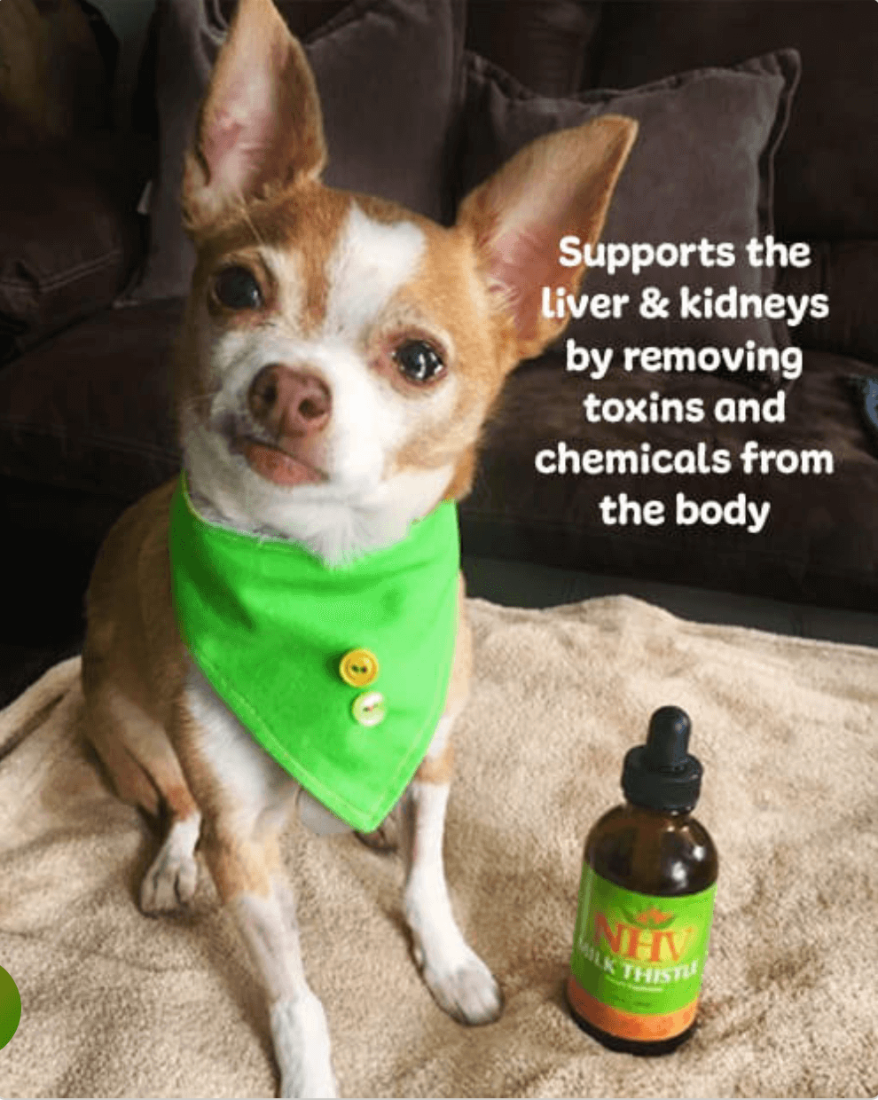 Milk Thistle for Dogs and Cats