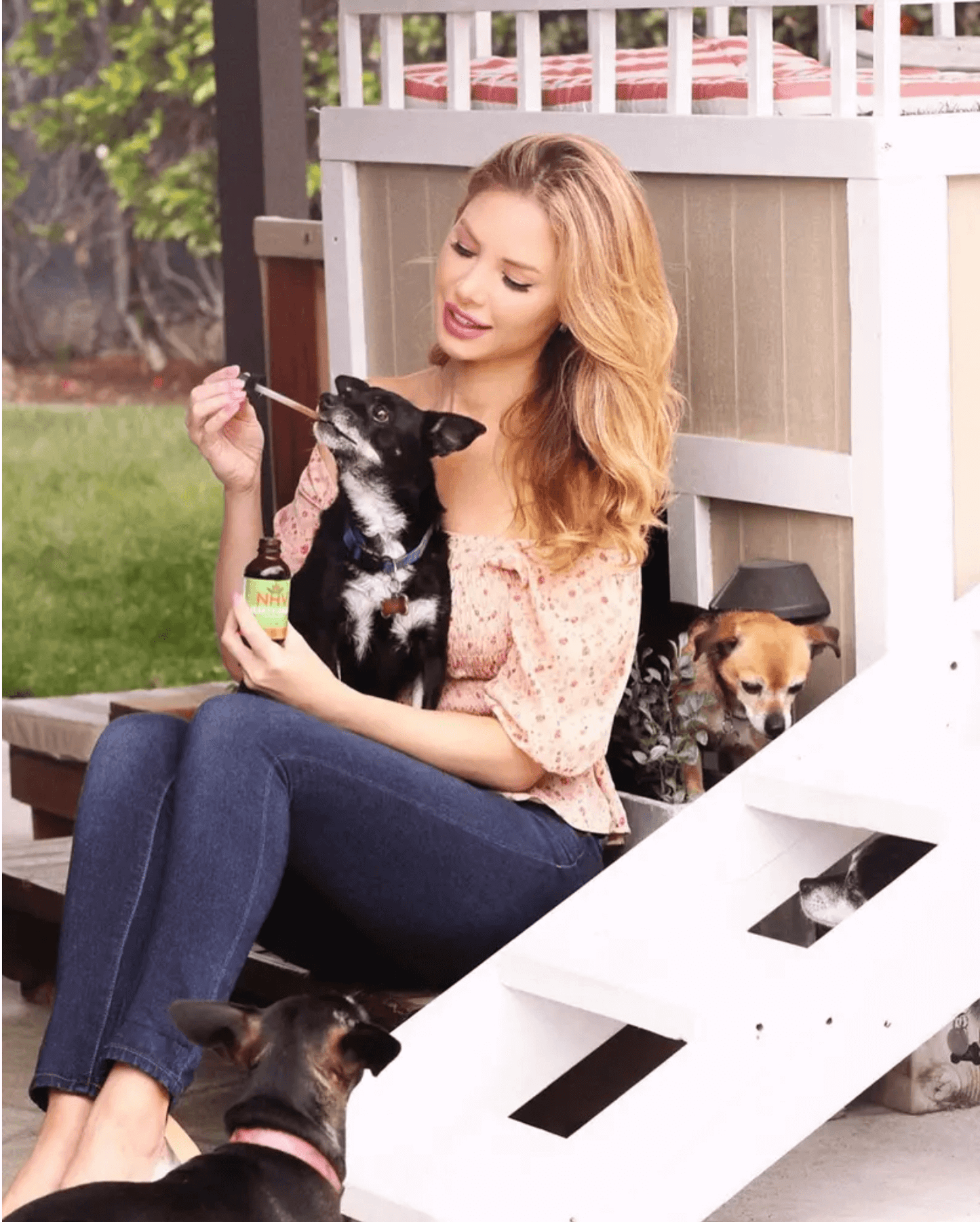 Milk Thistle for Dogs and Cats