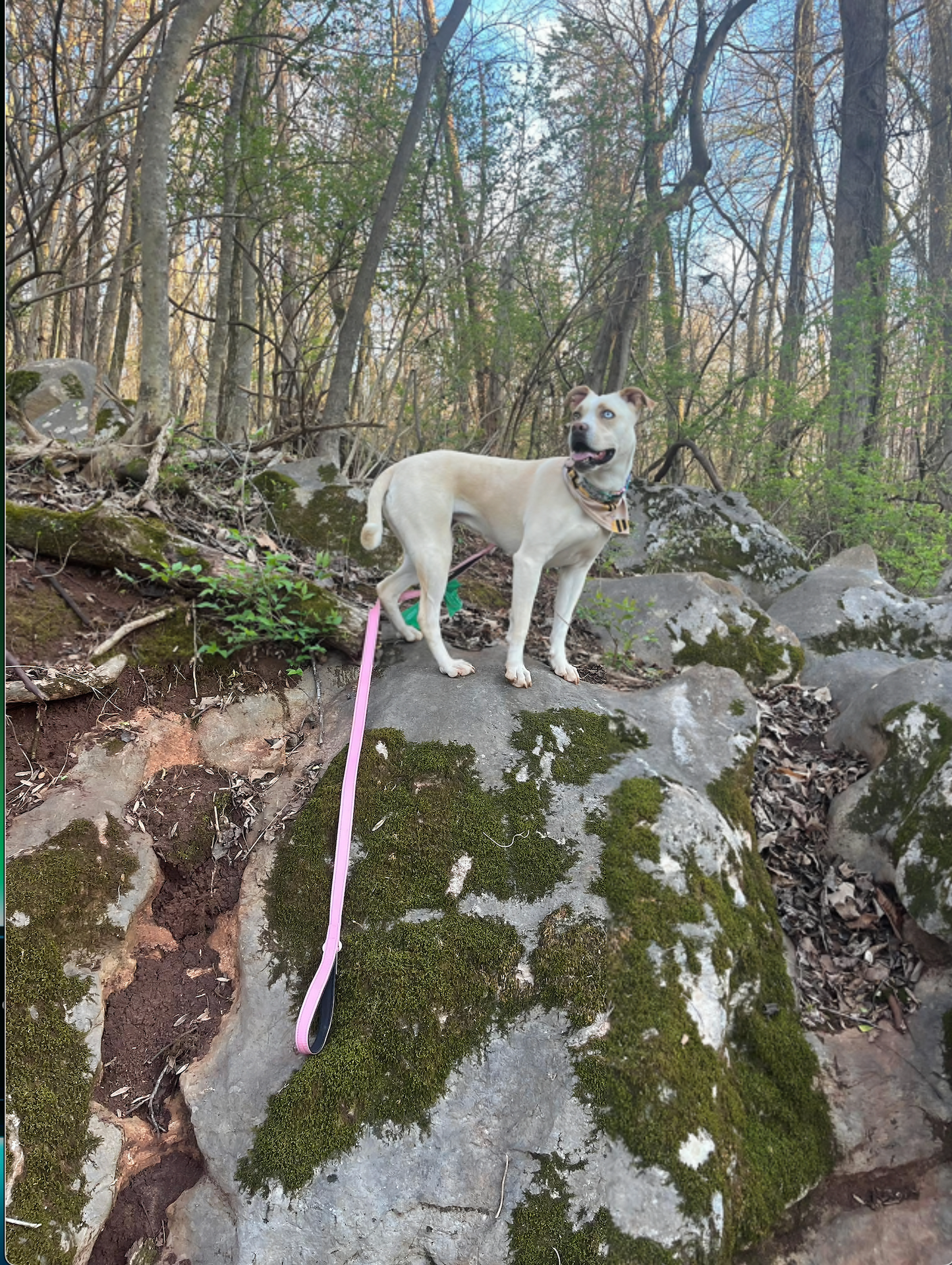 NexaPaw Biothane Dog Leash