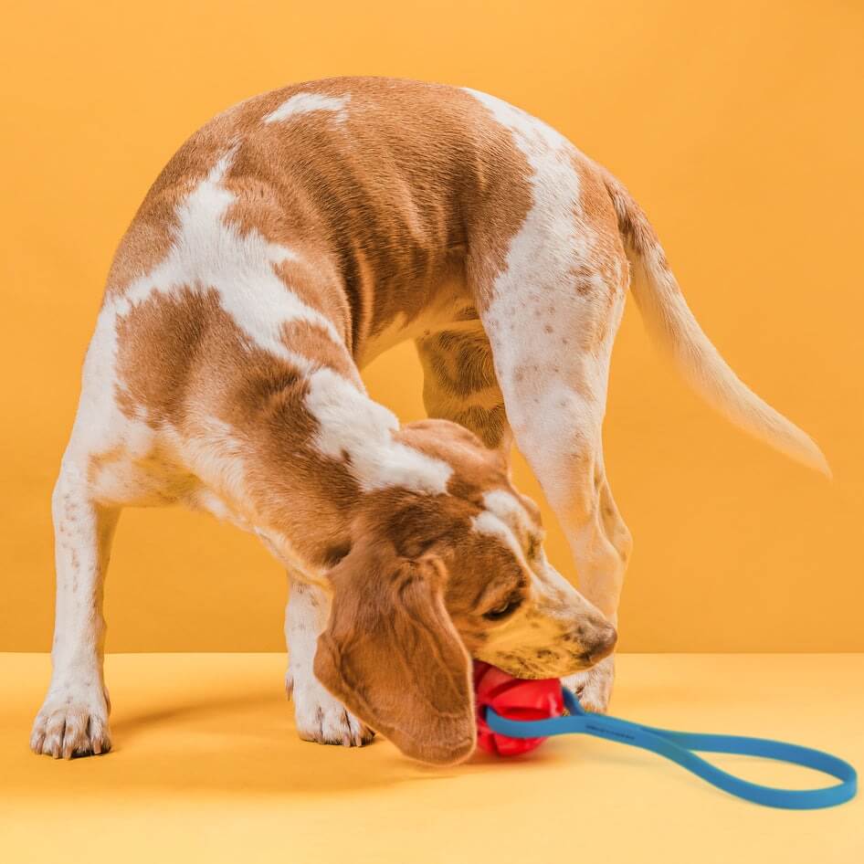 Rubber Spiral Ball Dog Toy with Biothane Handle