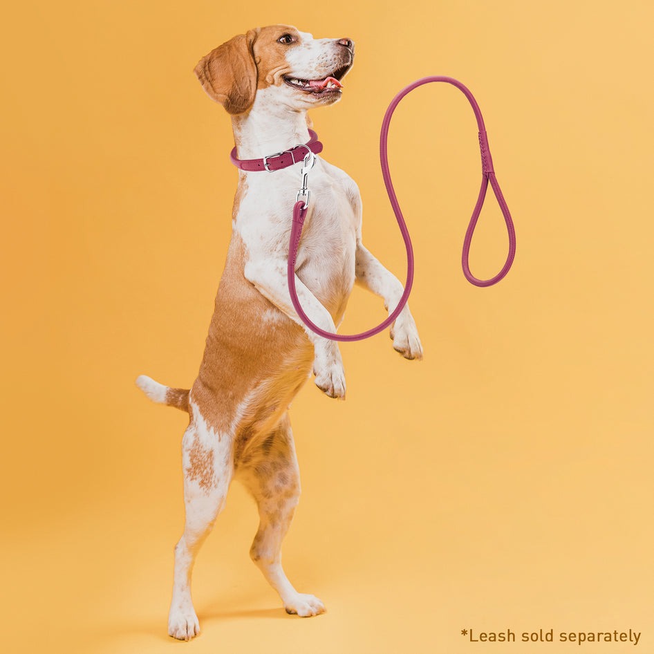 Soft Leather Collar Rolled Round Soft Padded