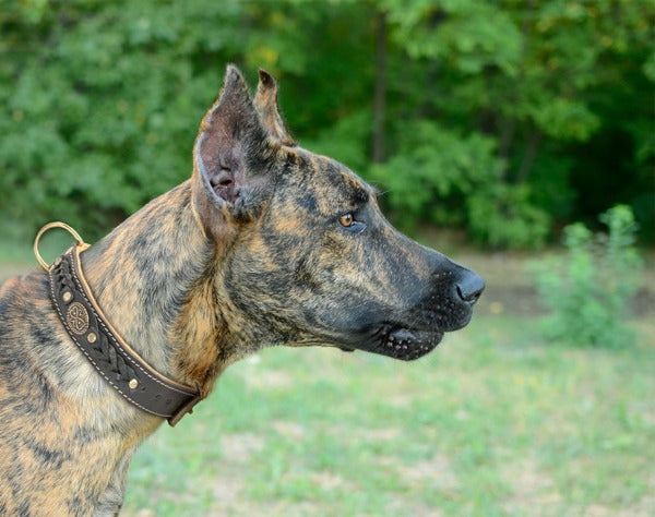 Royal Nappa Padded Braided Dog Collar for Fashion Walking