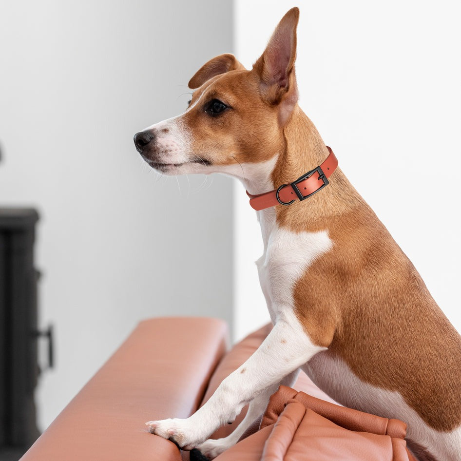 Wide 1.5"- XL (20 to 24 inches) Biothane Waterproof Collar
