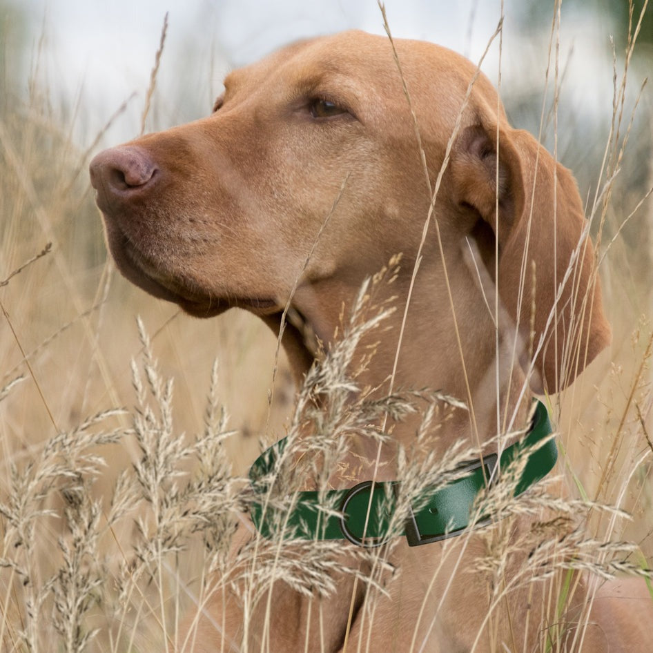 Wide 1.5"- XL (20 to 24 inches) Biothane Waterproof Collar