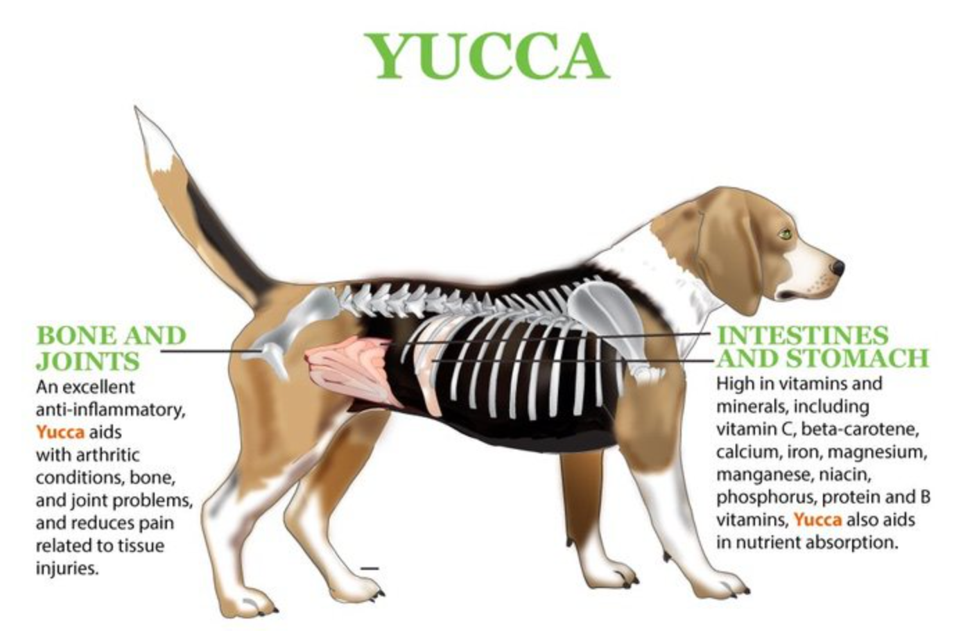 Yucca for Dogs & Cats