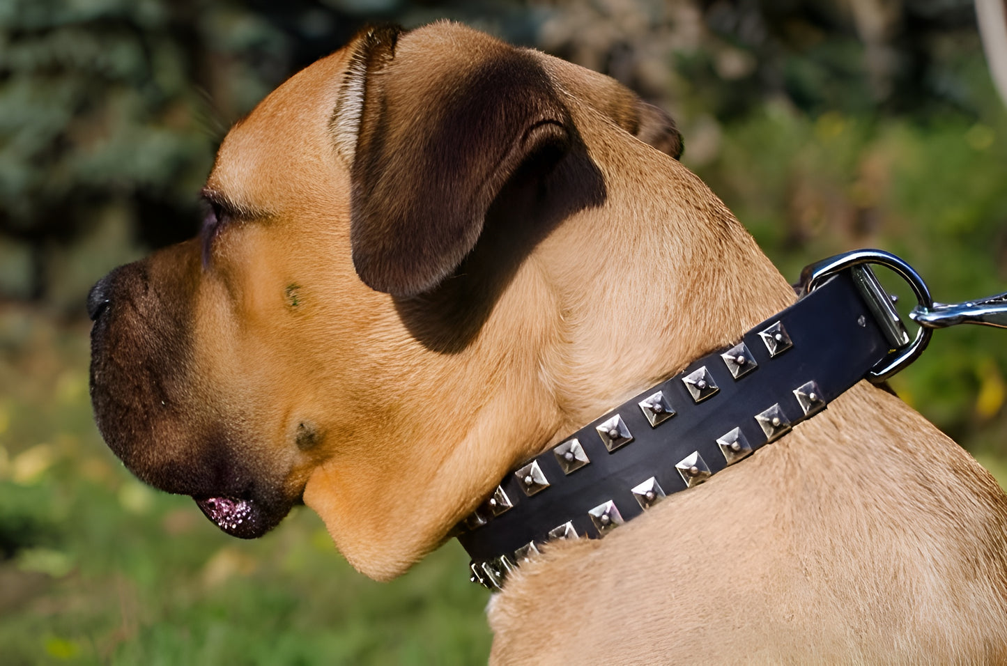 Fashion Dog Collar of Exclusive "Caterpillar" Design