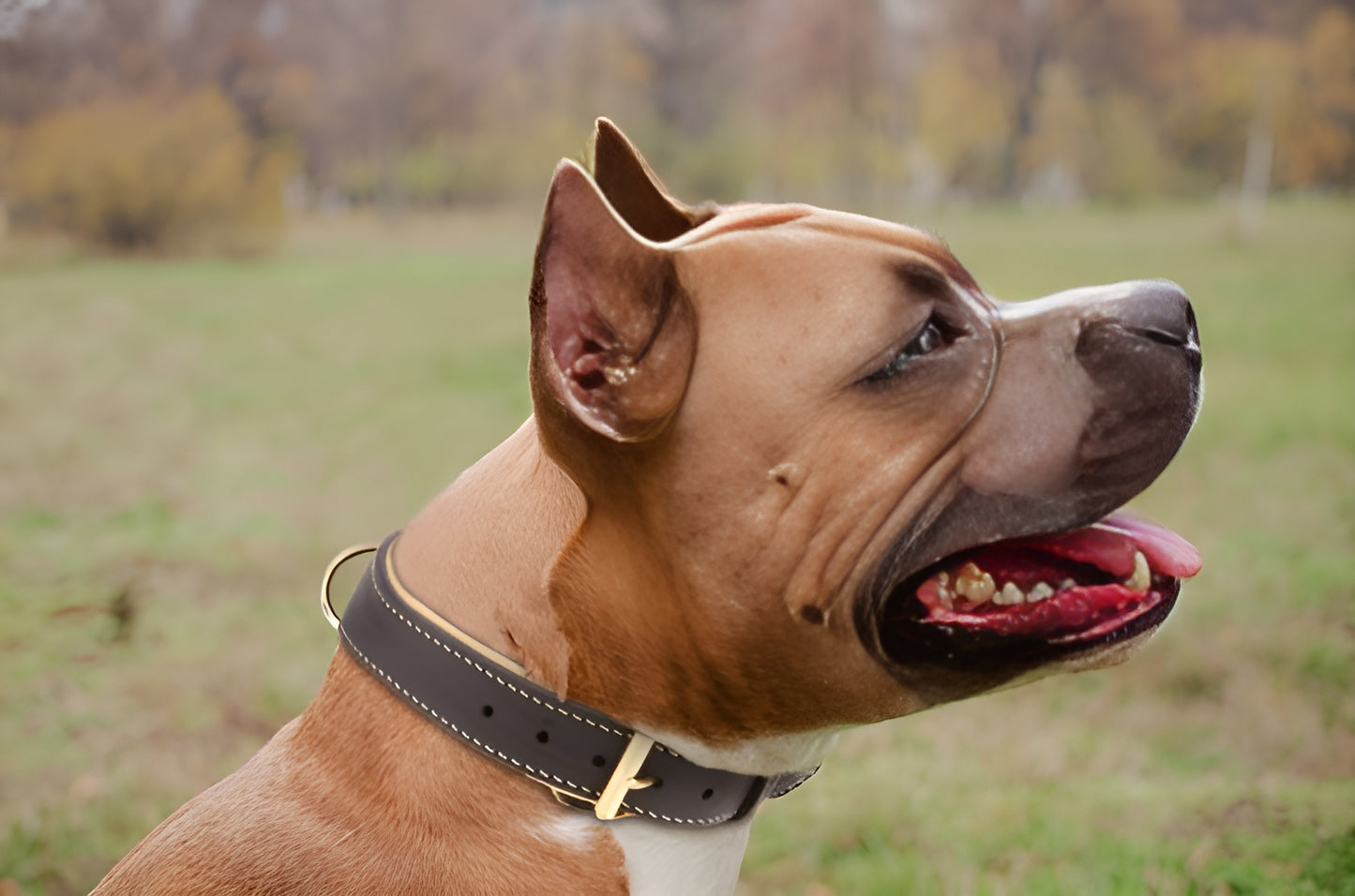Royal Nappa Padded Handmade Leather Dog Collar for Fashion Walking