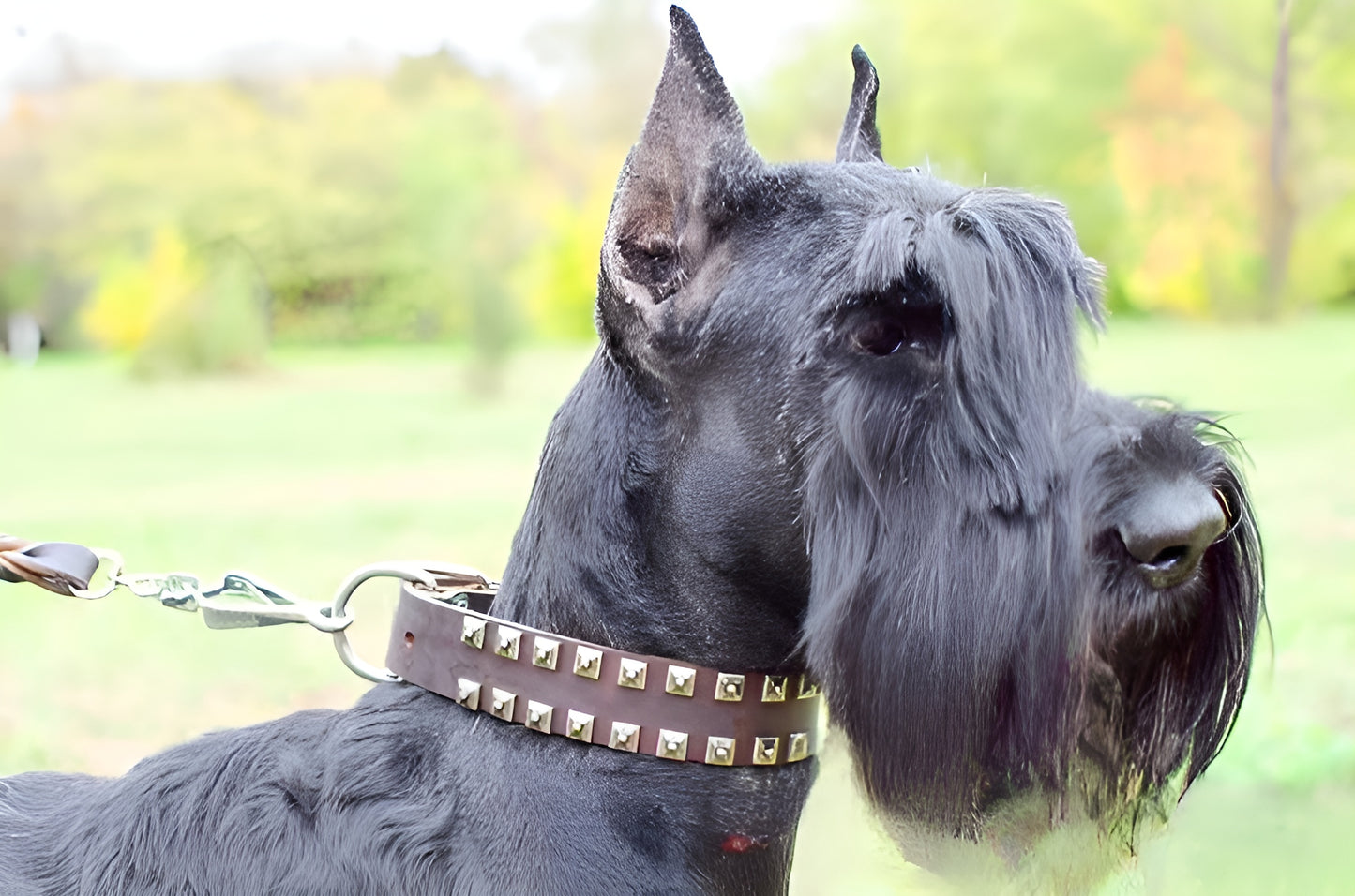 Fashion Dog Collar of Exclusive "Caterpillar" Design