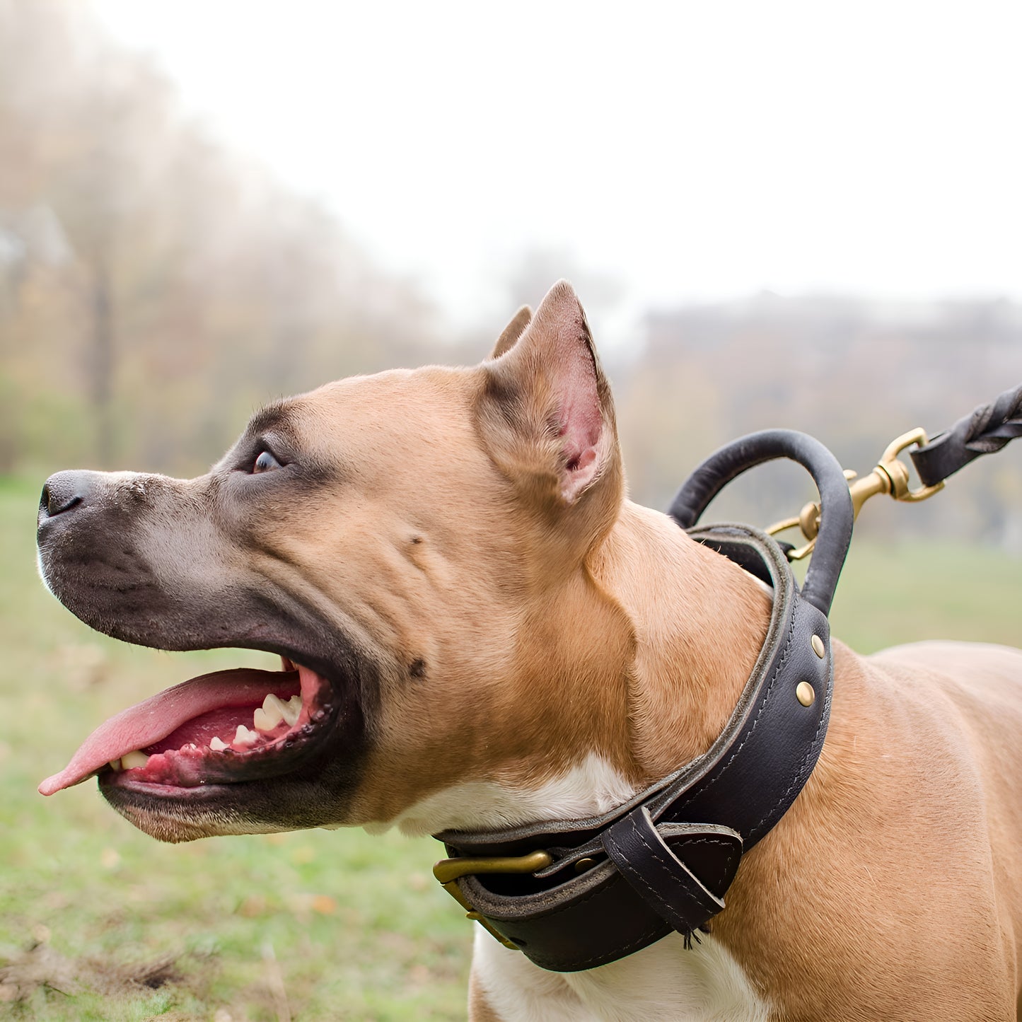Extra Durable 2 Ply Leather Dog Collar with Handle - Ultimate Control