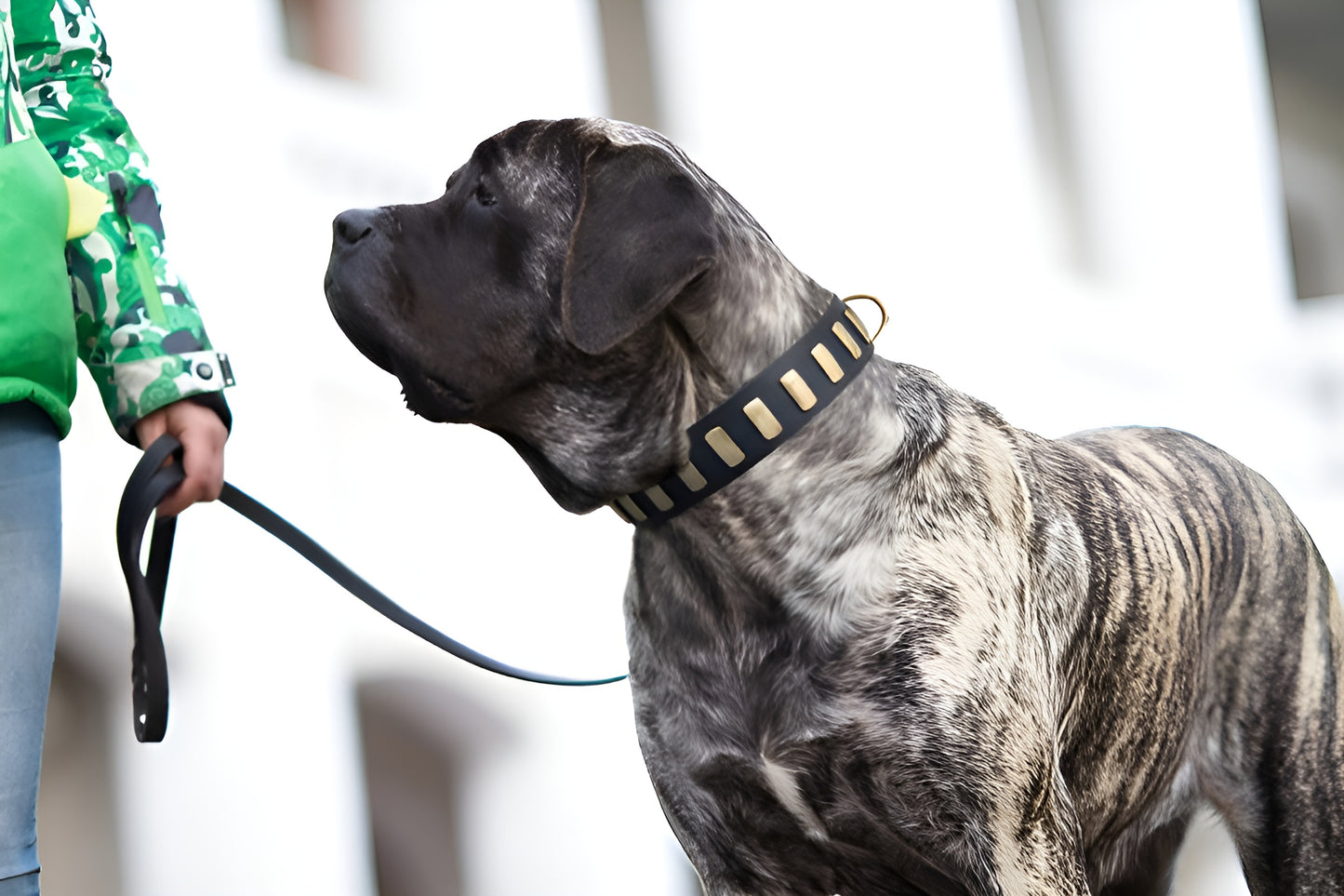 Fashion Studded Dog Collar with Sparkling Plates for Walking