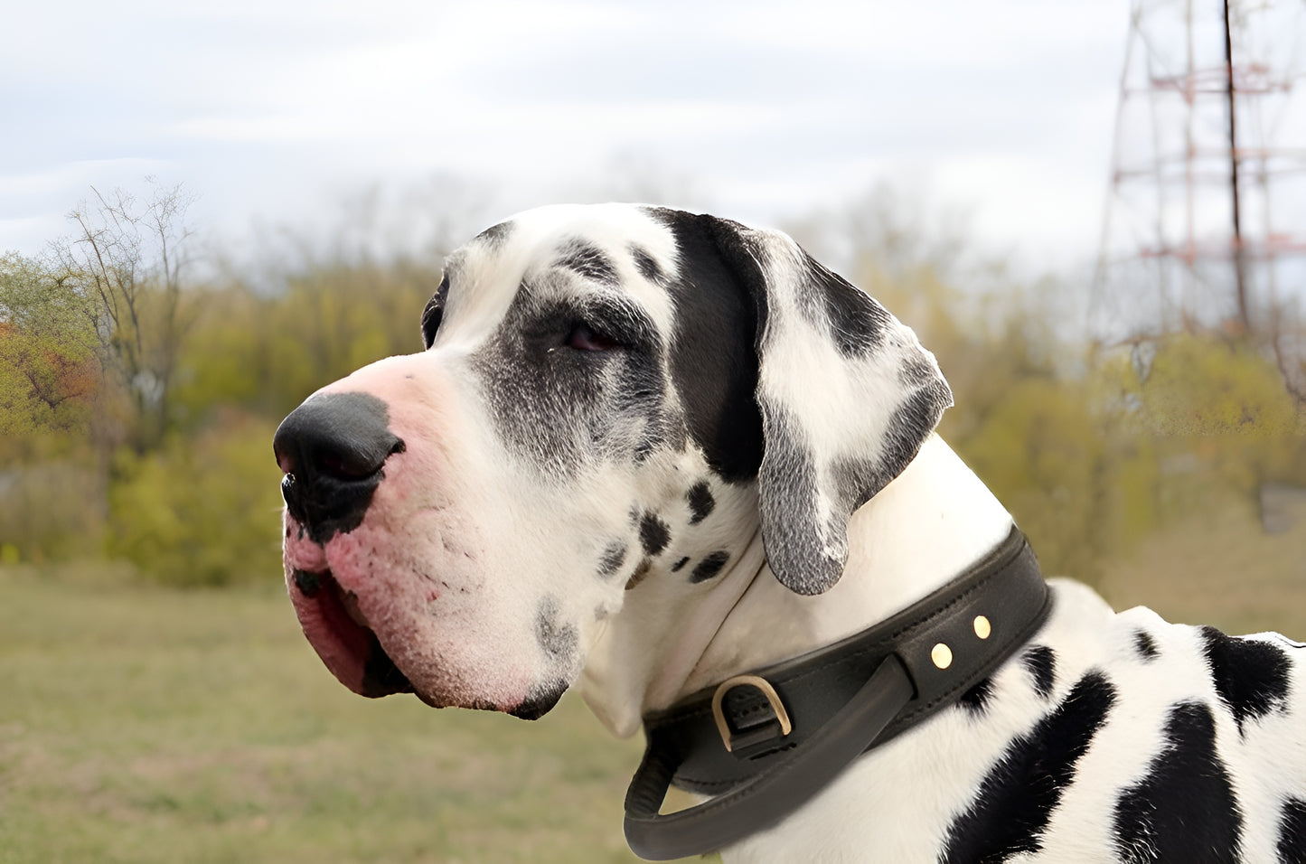Extra Durable 2 Ply Leather Dog Collar with Handle - Ultimate Control