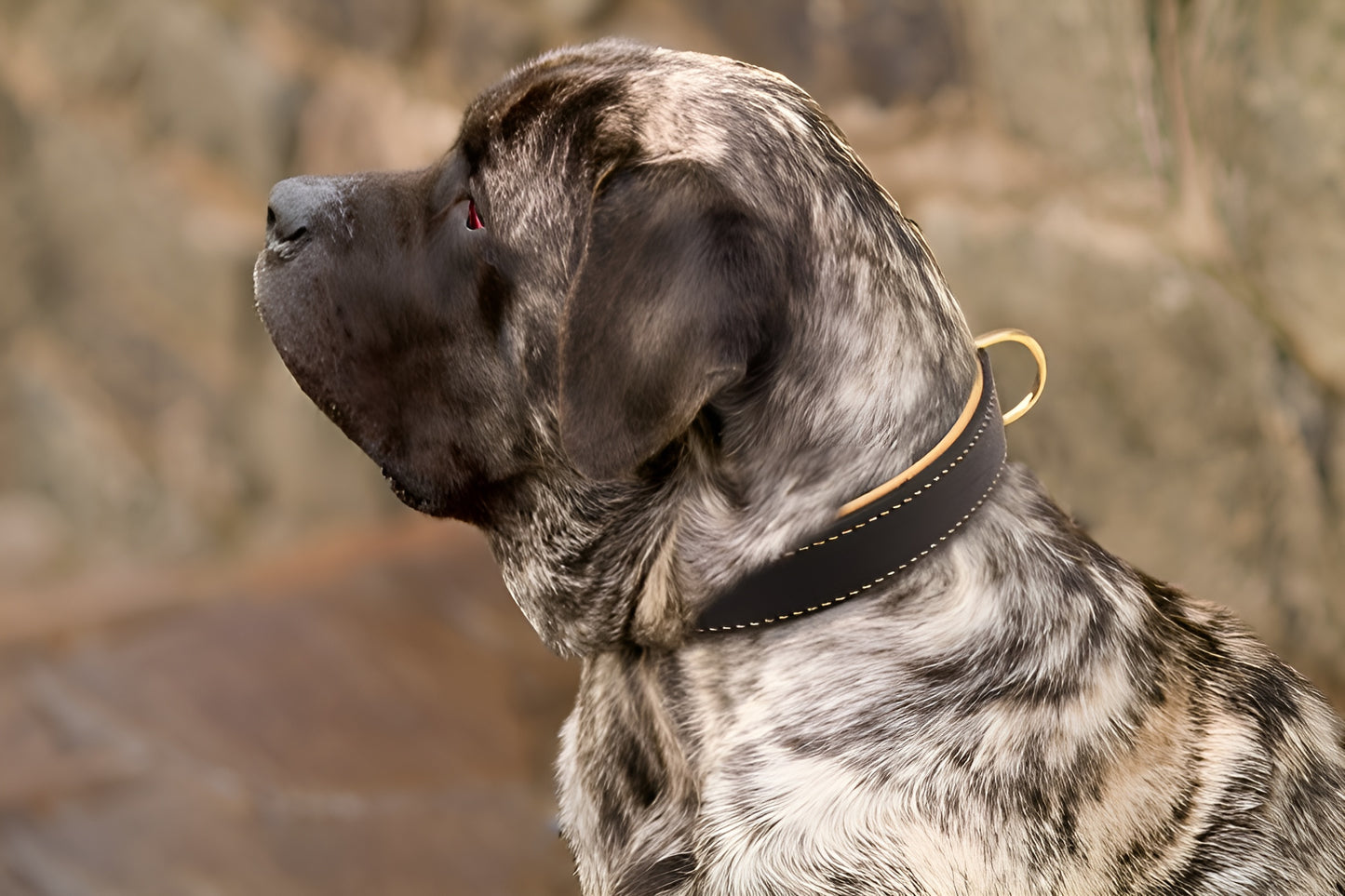 Royal Nappa Padded Handmade Leather Dog Collar for Fashion Walking