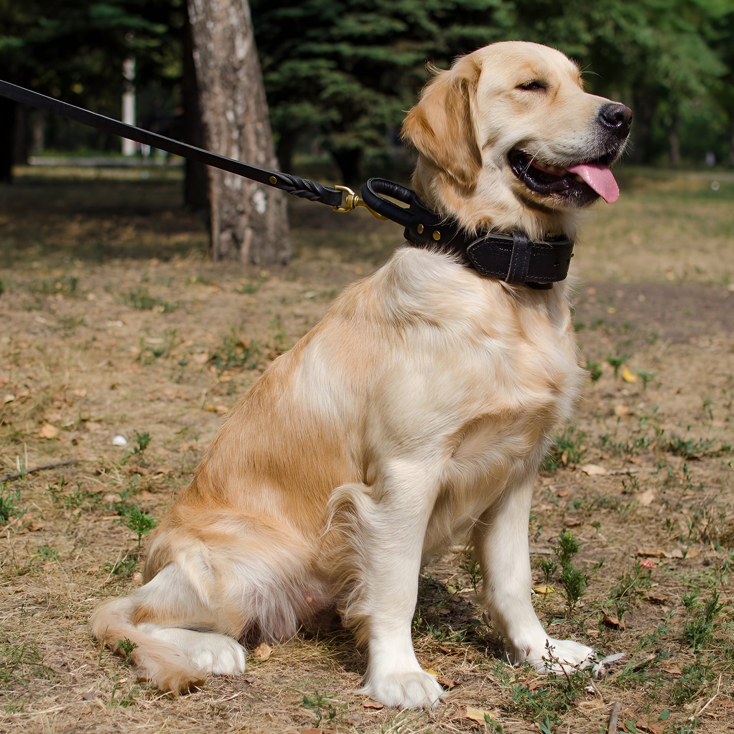 Extra Durable 2 Ply Leather Dog Collar with Handle - Ultimate Control