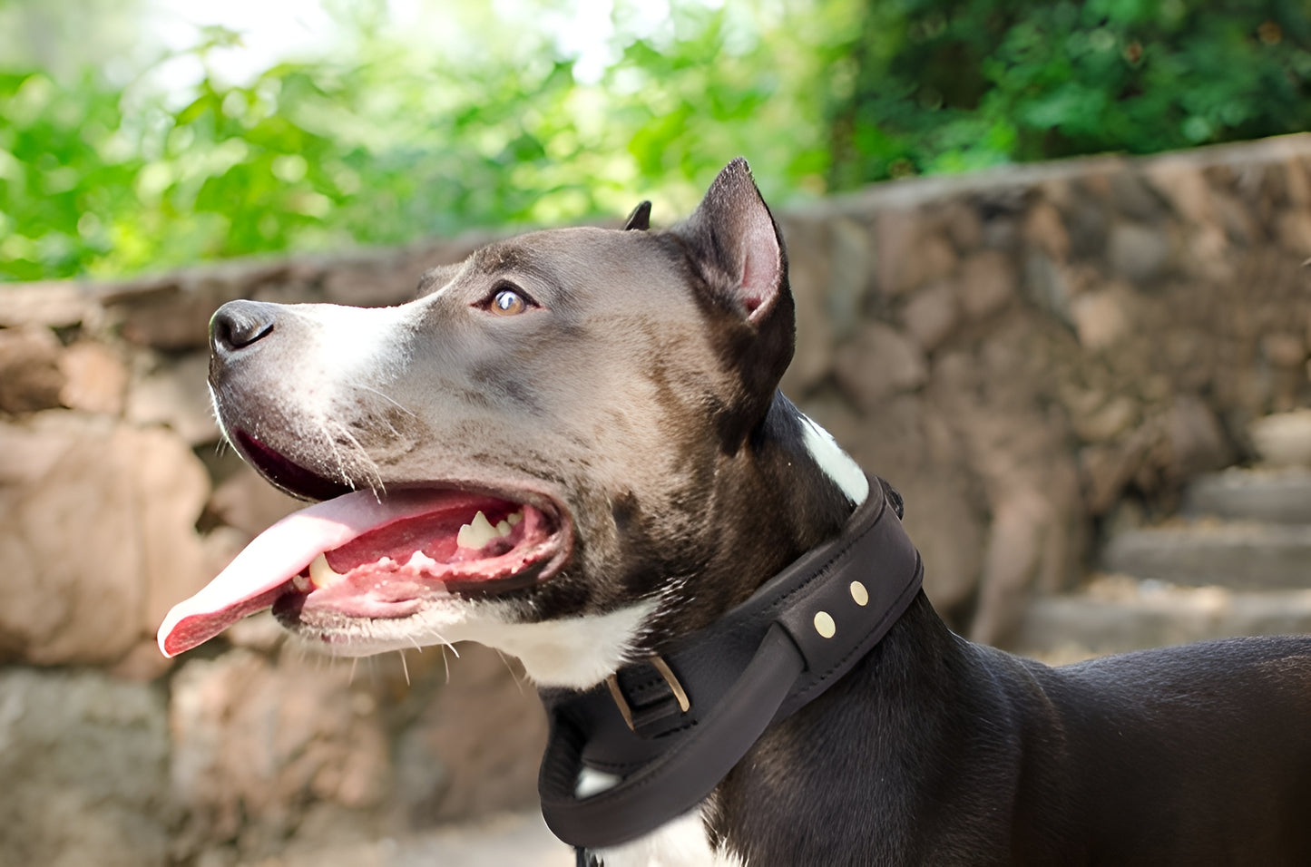 Extra Durable 2 Ply Leather Dog Collar with Handle - Ultimate Control