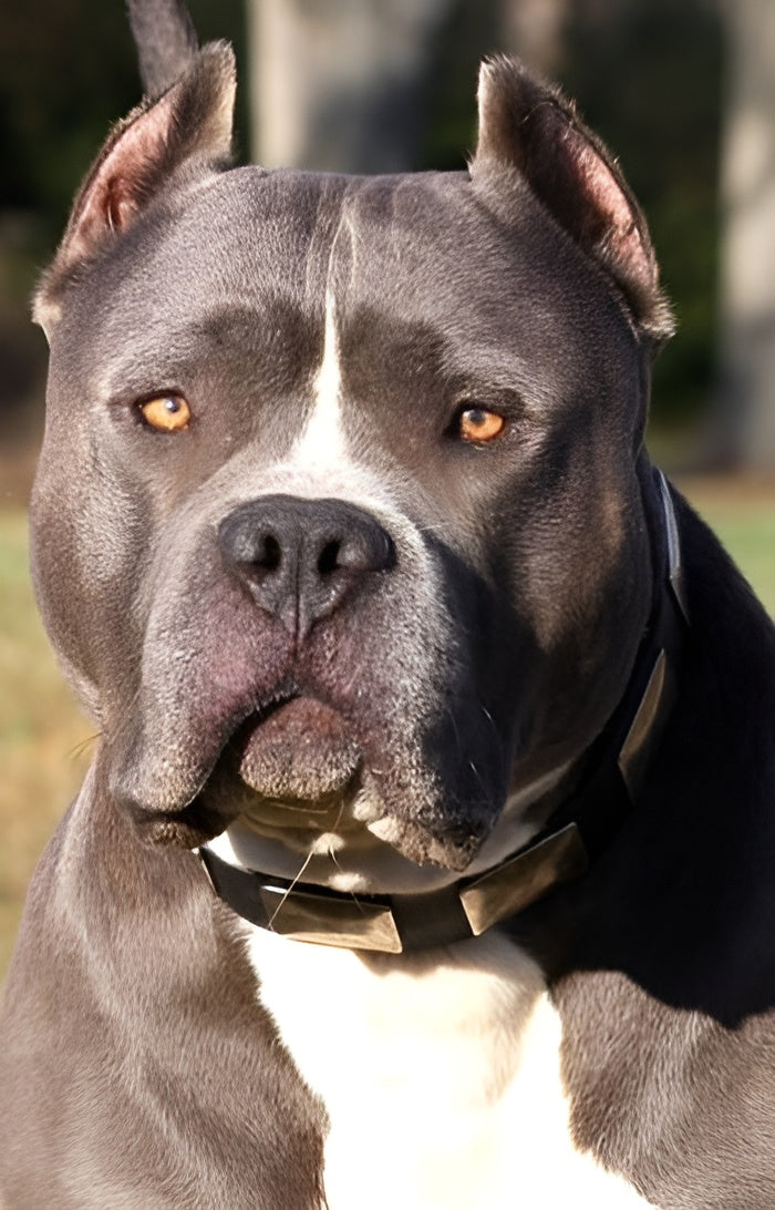 Blast War Leather Dog Collar with Plates