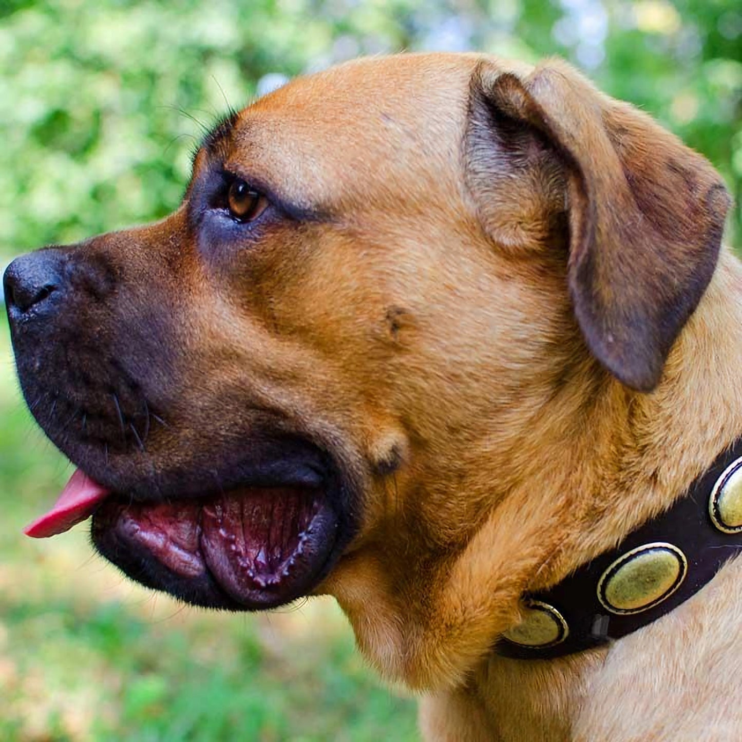 Leather Canine Collar Decorated With Vintage Oval Plates
