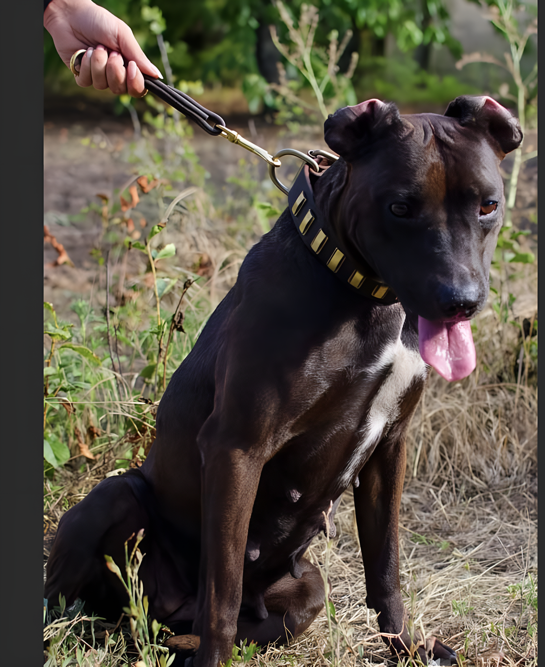 Mastering Dog Leash Control: Avoid These Common Mistakes