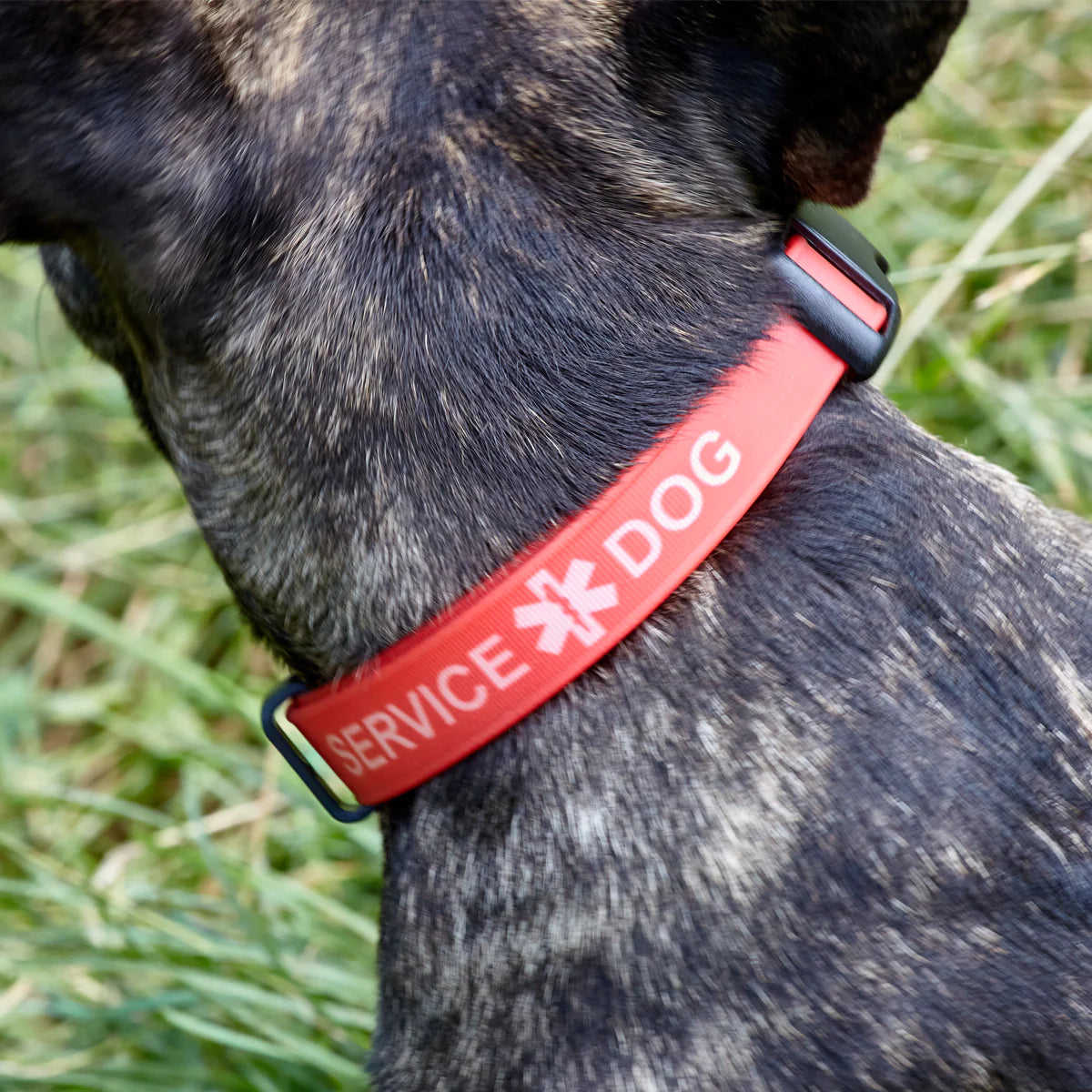 Biothane Service Dog Collar and Leash