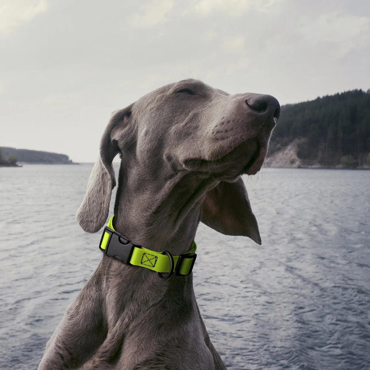 Biothane Waterproof Dog Collar with Quick Release Buckle