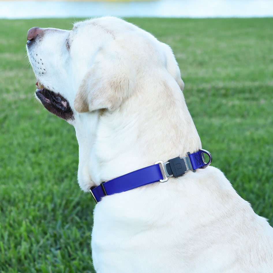 Biothane Waterproof Dog Collar with Herm Sprenger Stainless Steel Quick Release Buckle