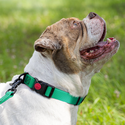Waterproof Dog Collar with Safety Lock Buckle – Biothane HEX Collar – view 11