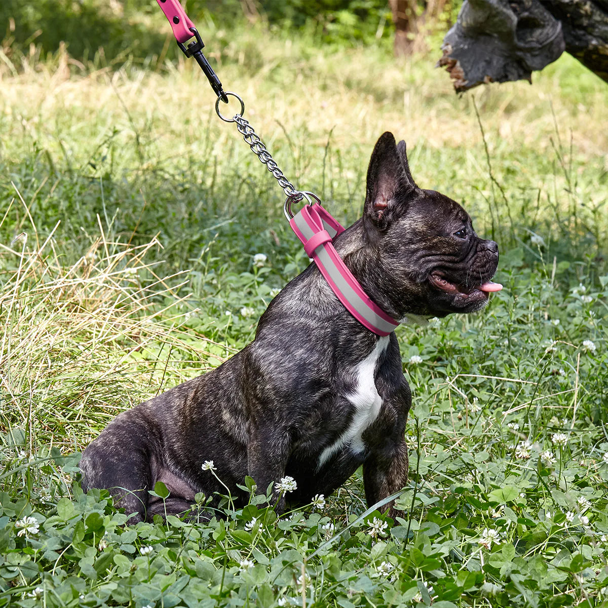 Reflective Biothane Martingale Collar with Quick Release Buckle