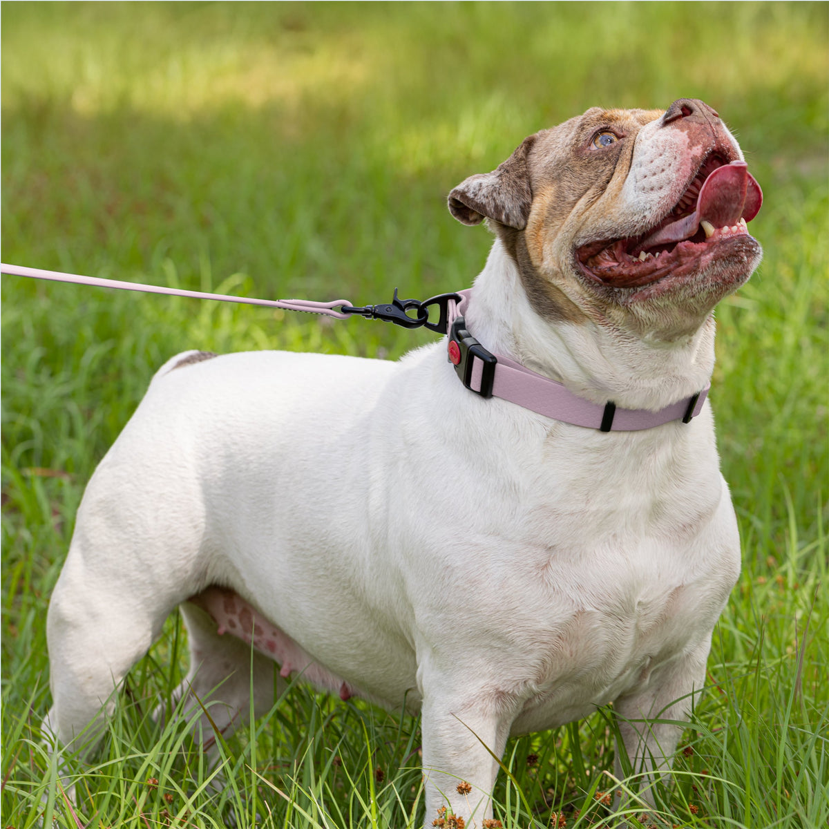 Waterproof Dog Collar with Safety Lock Buckle – Biothane HEX Collar – view 12