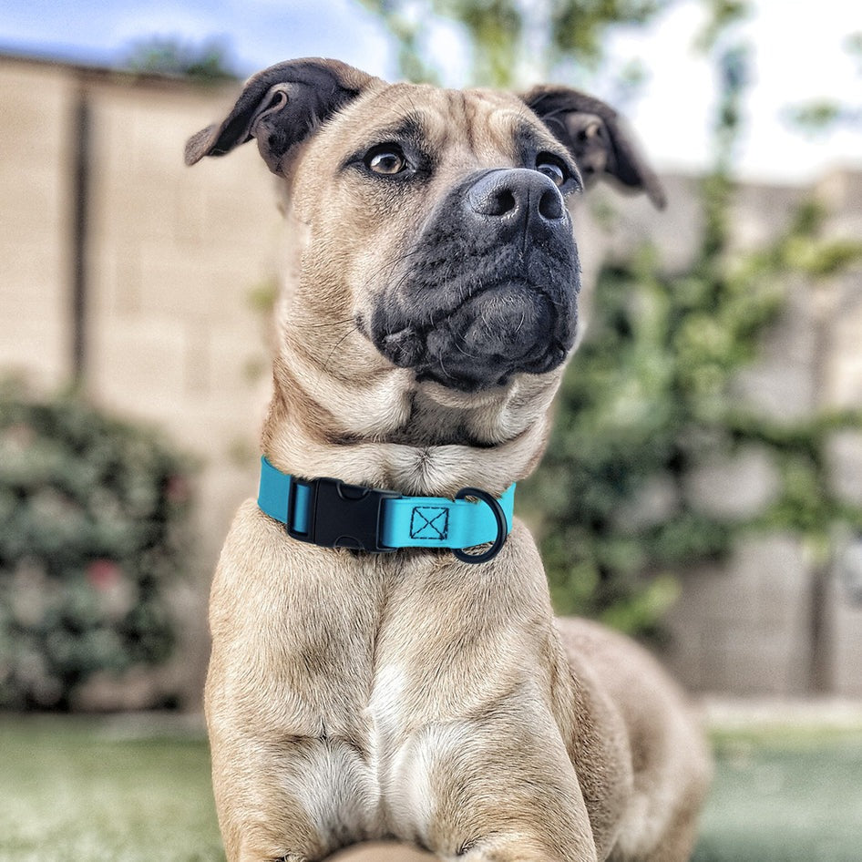 Biothane Waterproof Collar with QR Buckle Black