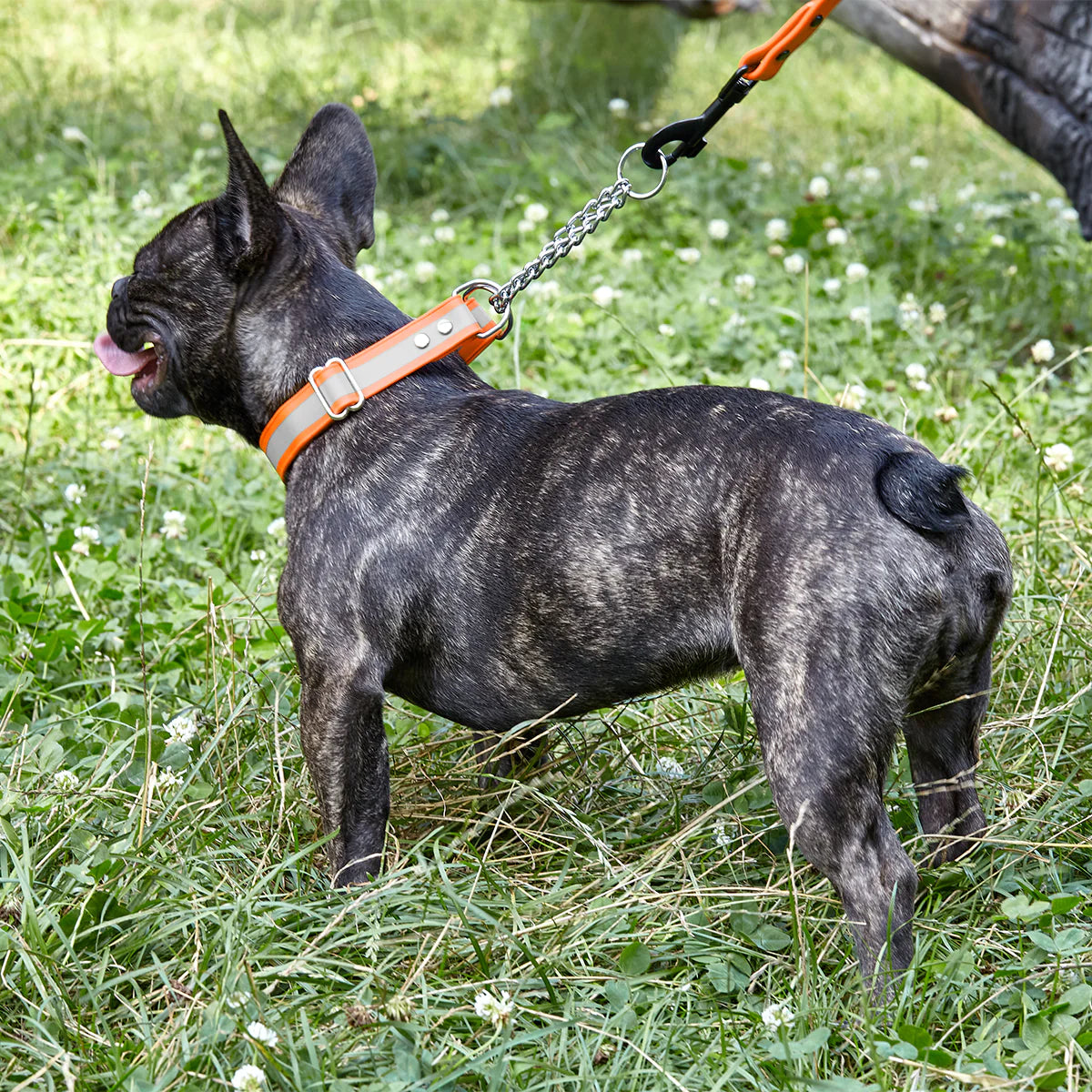 Reflective Biothane Martingale Collar