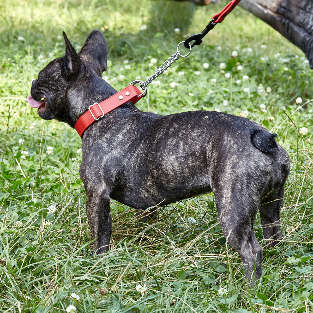 Biothane Adjustable Martingale Collar