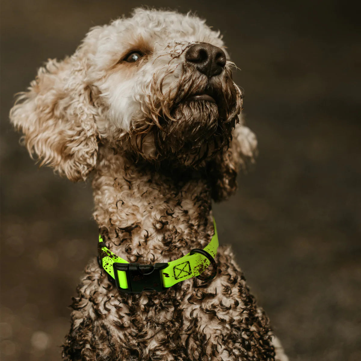 Biothane Waterproof Collar with QR Buckle Black