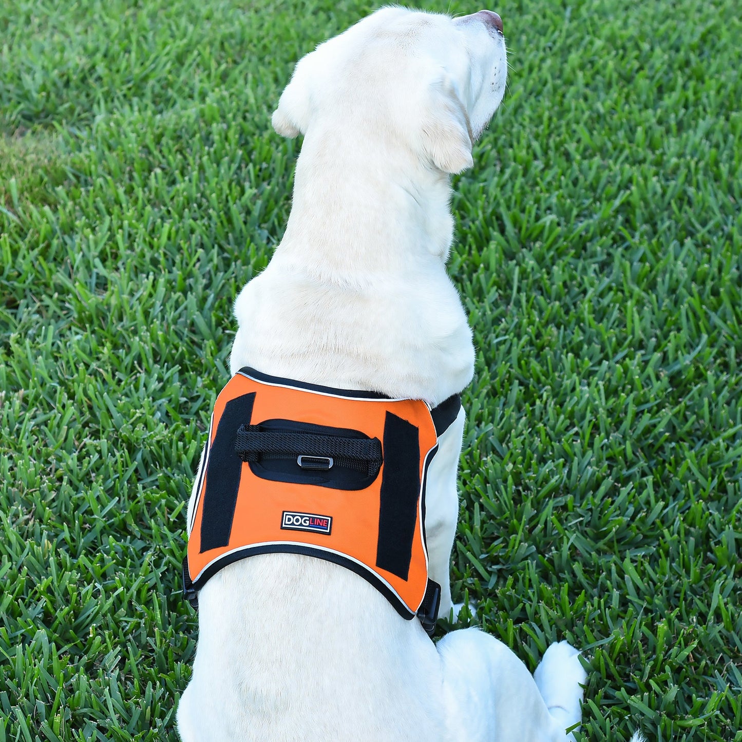 Quest Universal Dog Harness – Control, Safety, and Comfort in Every Step