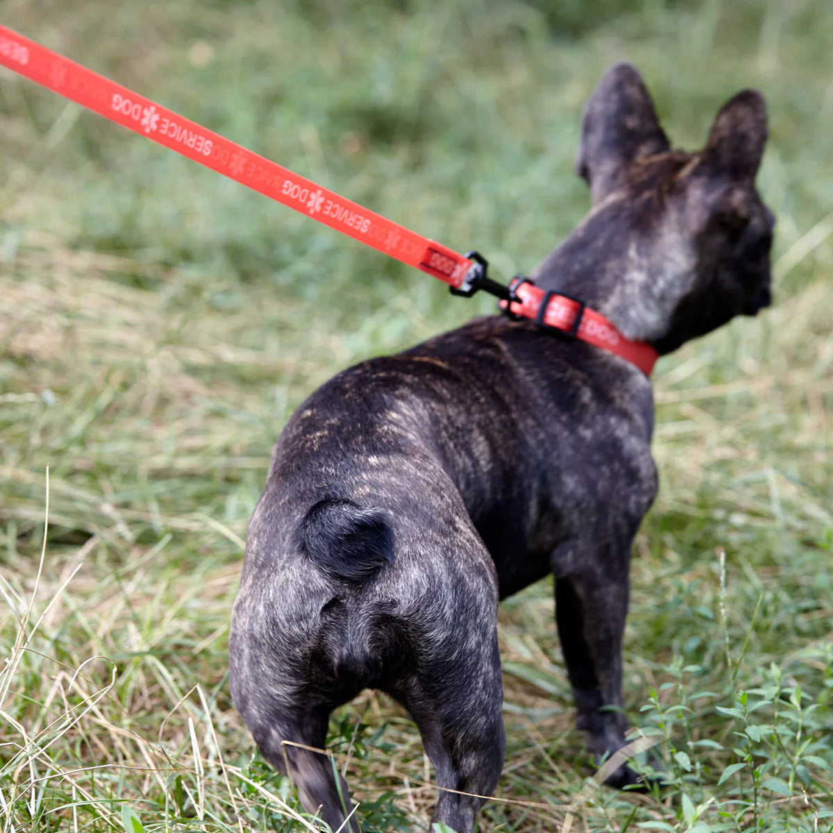 Biothane Service Dog Collar and Leash