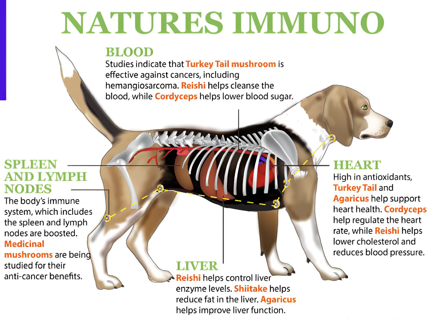 Natures Immuno For Dogs & Cats