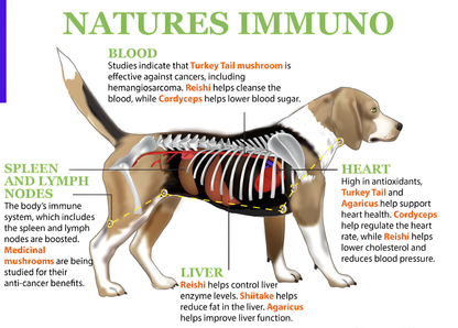 Natures Immuno For Dogs & Cats