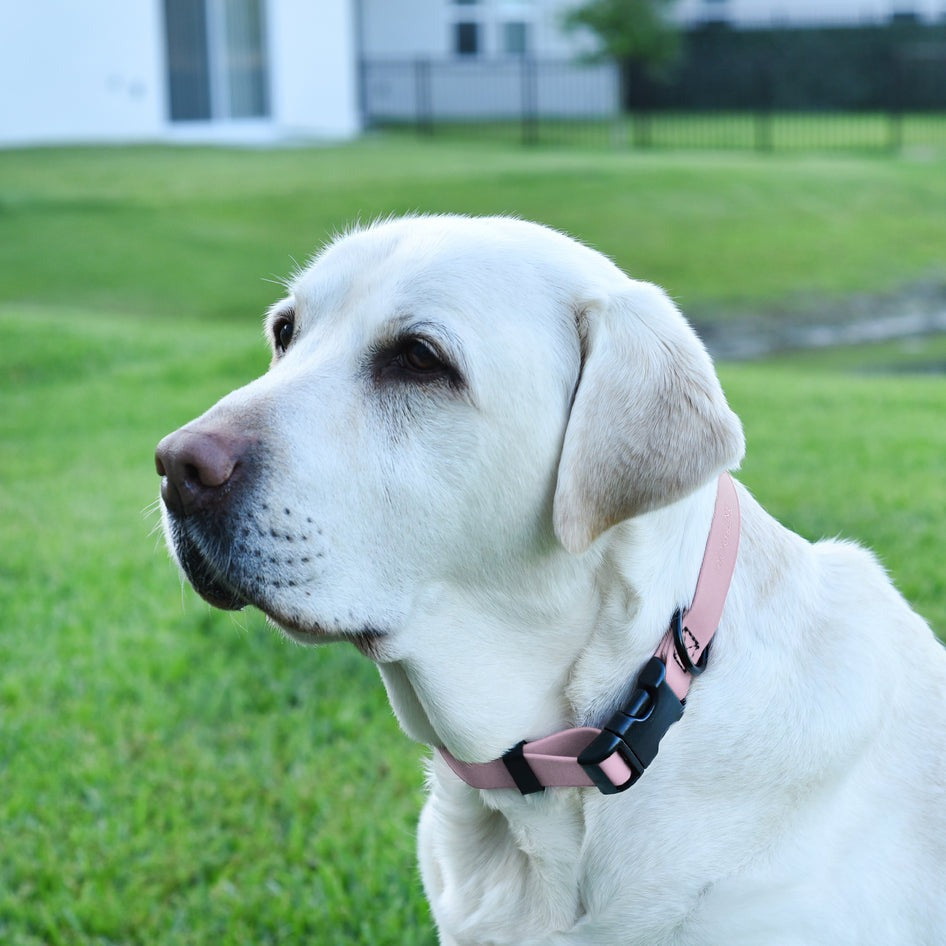 Biothane Waterproof Collar with QR Buckle Black