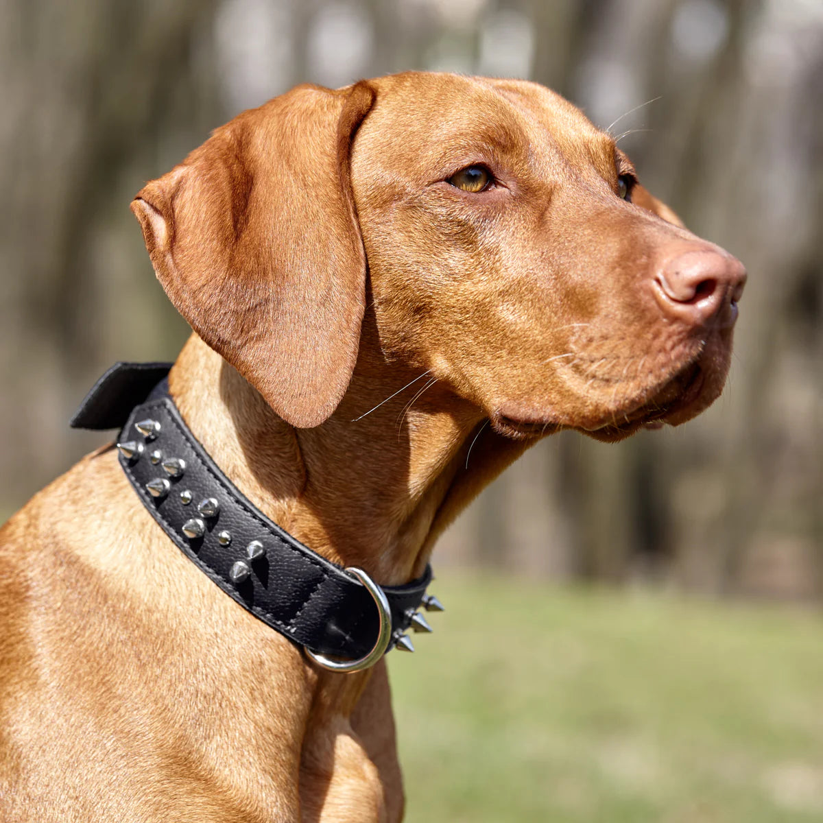 Leather + Nylon Spike Collar