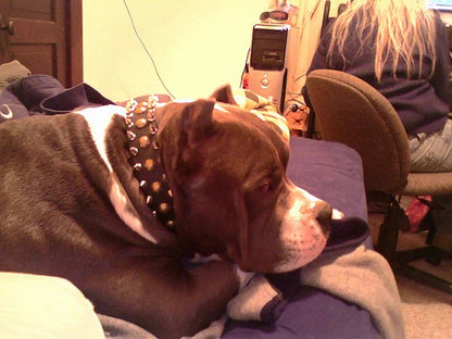 "Catchy Look" Decorated Leather Dog Collar with Spikes and Studs