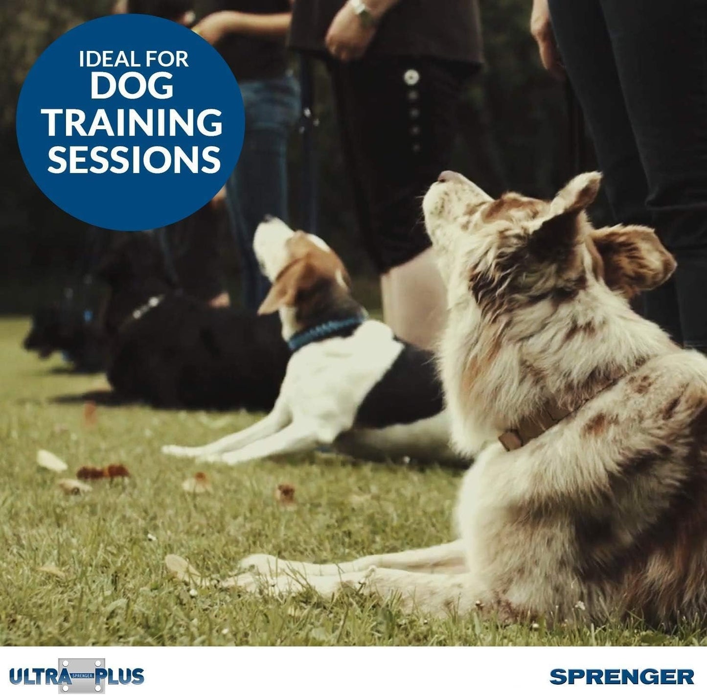 Herm Sprenger Chrome Prong Collar con broche de tijera