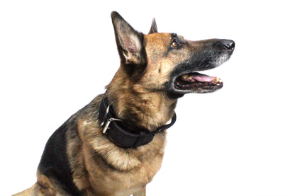 Viper Biothane Working Dog Collar + Built-in Handle - Stainless Steel Hardware